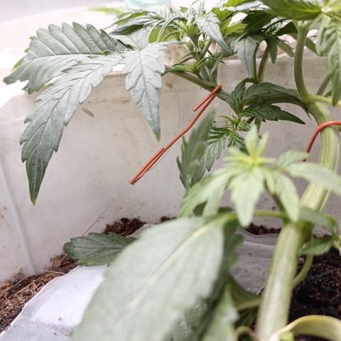 Blue Amnesia Autoflower growlog timeline photo