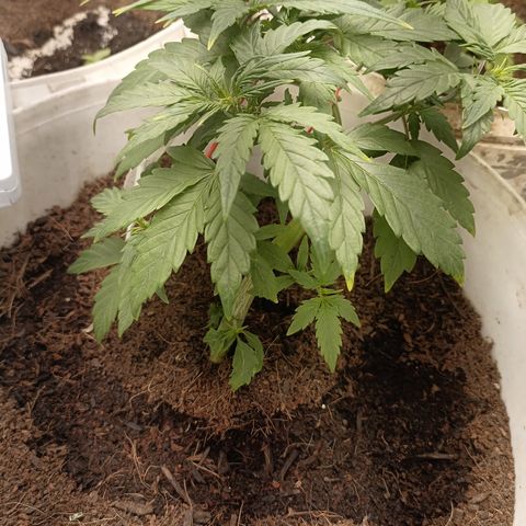 Blue Amnesia Autoflower growlog timeline photo