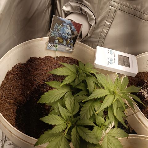 Blue Amnesia Autoflower growlog timeline photo