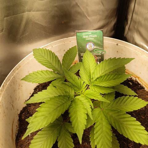Acai Mints growlog timeline photo
