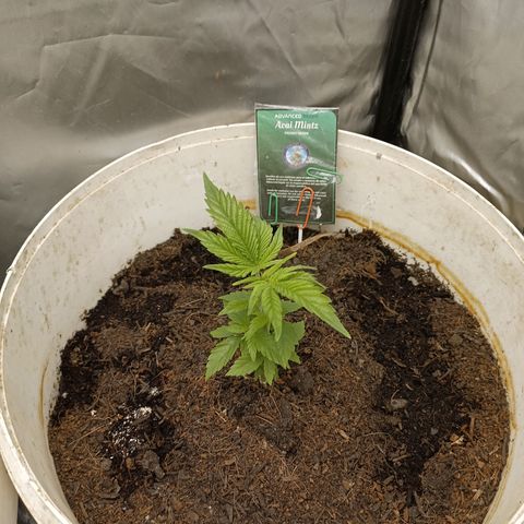 Acai Mints growlog timeline photo
