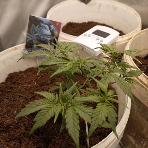 Blue Amnesia Autoflower growlog timeline photo