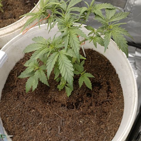 Blue Amnesia Autoflower growlog timeline photo