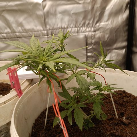 Blue Amnesia Autoflower growlog timeline photo