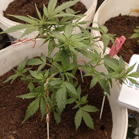 Blue Amnesia Autoflower growlog timeline photo
