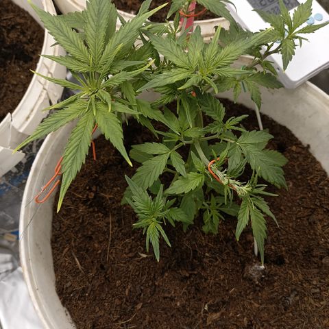 Blue Amnesia Autoflower growlog timeline photo