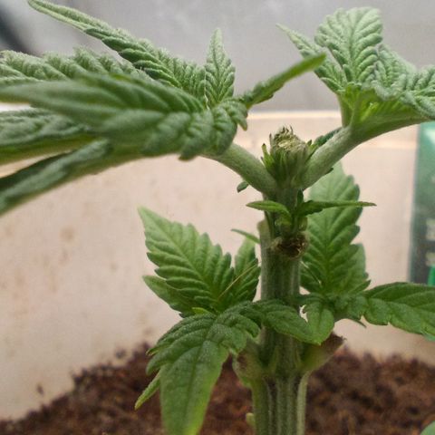 Acai Mints growlog timeline photo