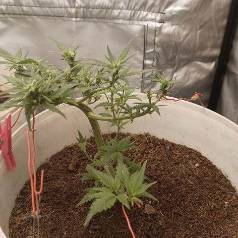 Blue Amnesia Autoflower growlog timeline photo