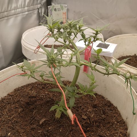 Blue Amnesia Autoflower growlog timeline photo