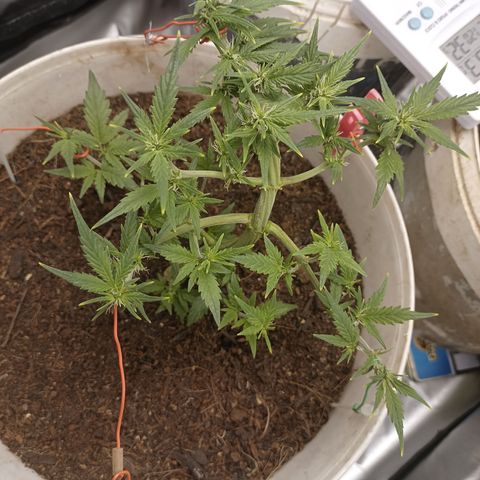 Blue Amnesia Autoflower growlog timeline photo