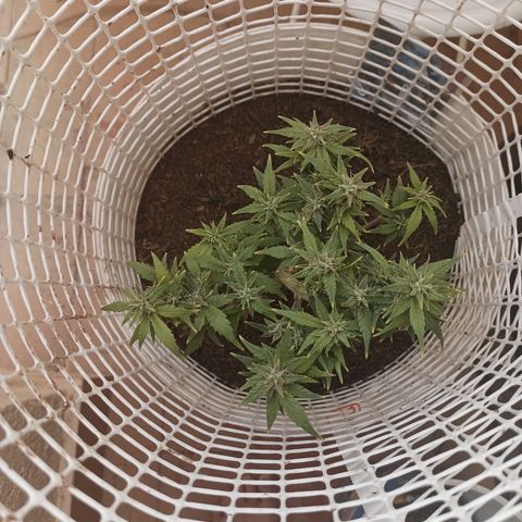 Blue Amnesia Autoflower growlog timeline photo