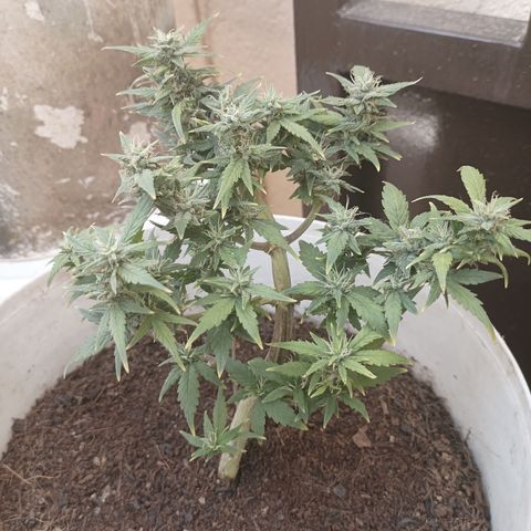 Blue Amnesia Autoflower growlog timeline photo