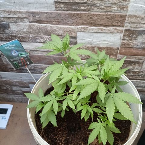 Acai Mints growlog timeline photo