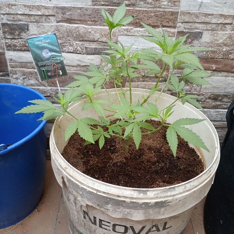 Acai Mints growlog timeline photo