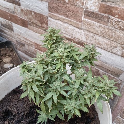 Blue Amnesia Autoflower growlog timeline photo
