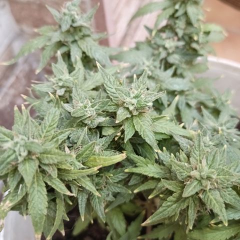 Blue Amnesia Autoflower growlog timeline photo