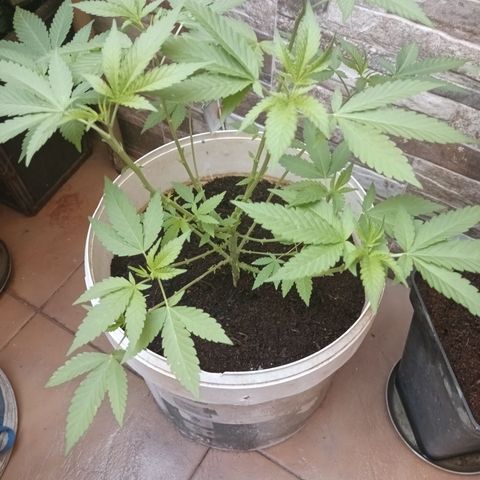 Acai Mints growlog timeline photo