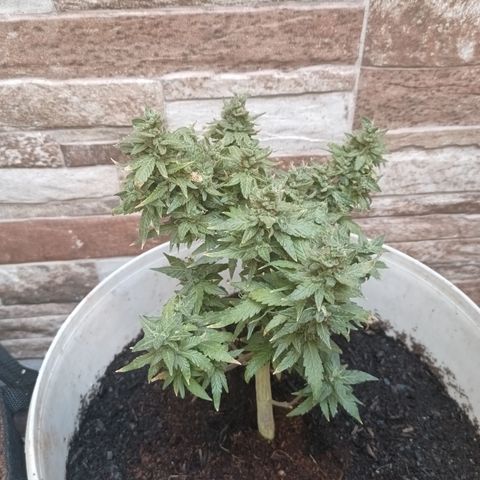 Blue Amnesia Autoflower growlog timeline photo