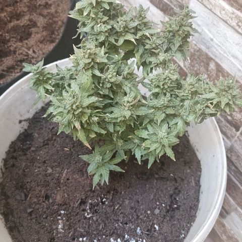 Blue Amnesia Autoflower growlog timeline photo