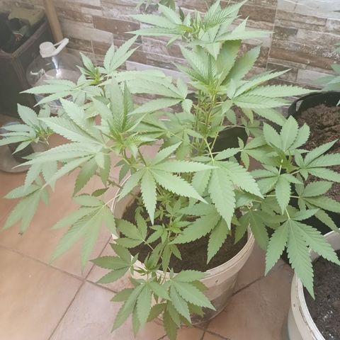 Acai Mints growlog timeline photo