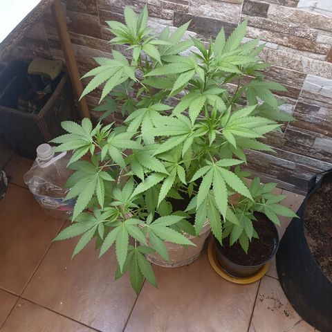 Acai Mints growlog timeline photo