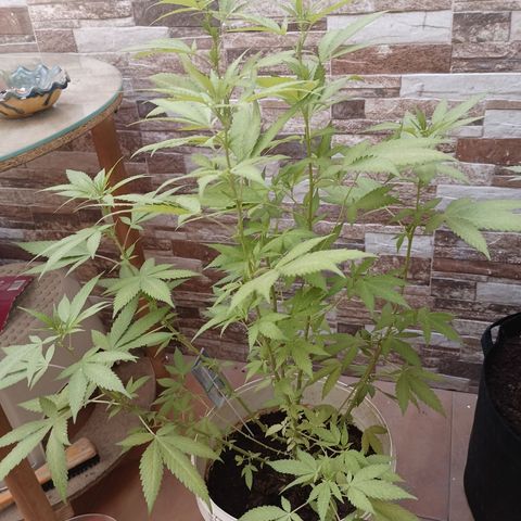 Acai Mints growlog timeline photo