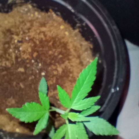Sweet Gelato Auto growlog timeline photo