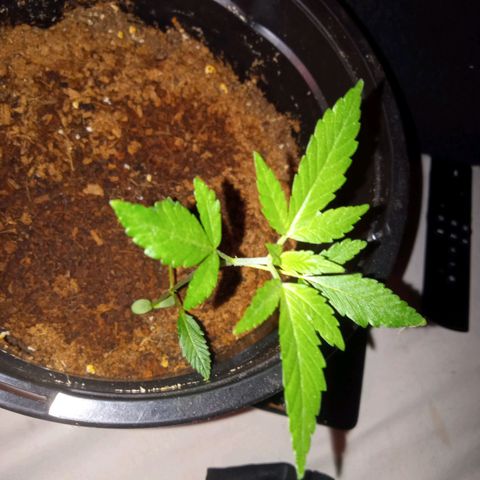 Sweet Gelato Auto growlog timeline photo