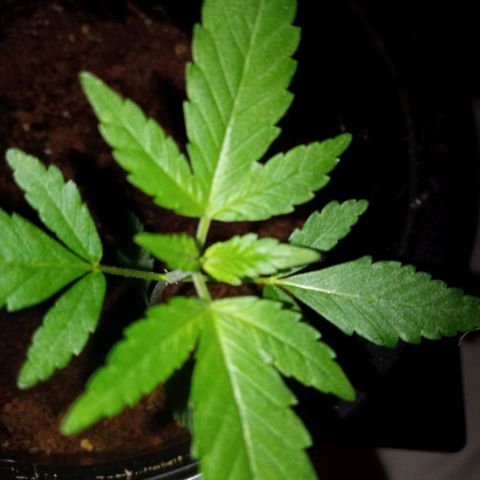 Sweet Gelato Auto growlog timeline photo