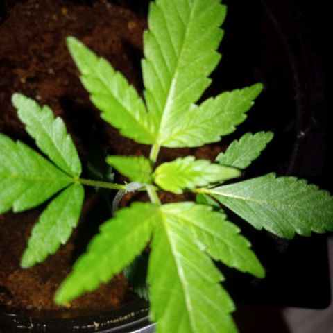 Sweet Gelato Auto growlog timeline photo
