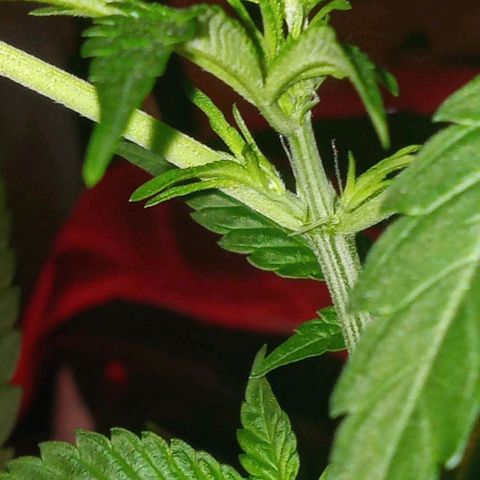 Sweet Gelato Auto growlog photo: And flower starts