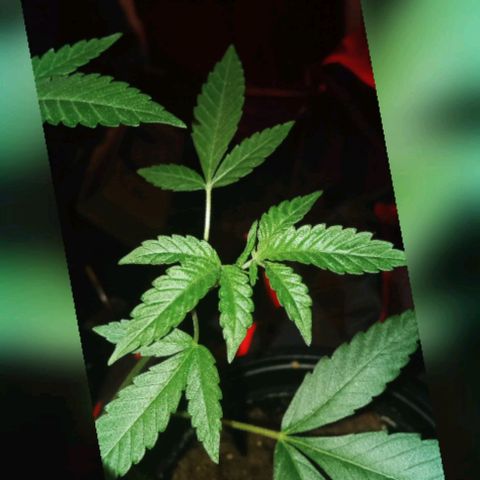 Sweet Gelato Auto growlog photo: And flower starts