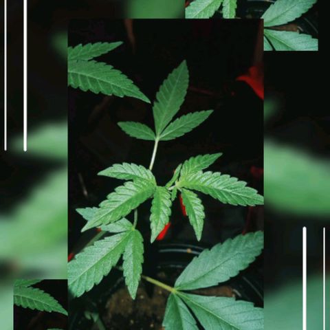 Sweet Gelato Auto growlog photo: And flower starts