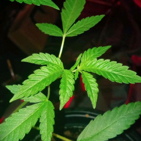 Sweet Gelato Auto growlog photo: And flower starts