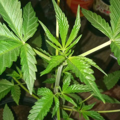 Sweet Gelato Auto growlog photo: And flower starts