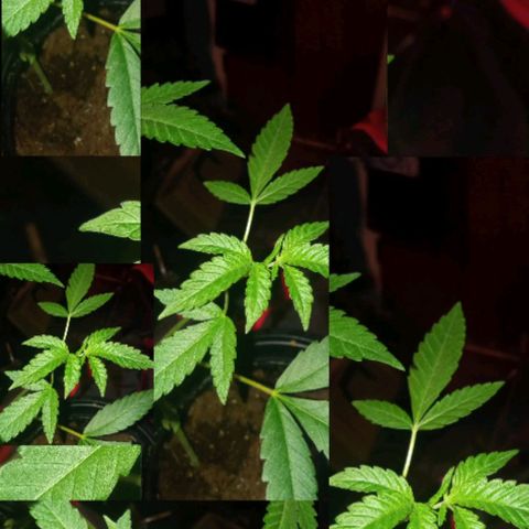 Sweet Gelato Auto growlog photo: And flower starts