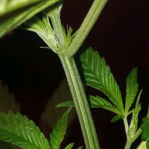 Sweet Gelato Auto growlog photo: And flower starts