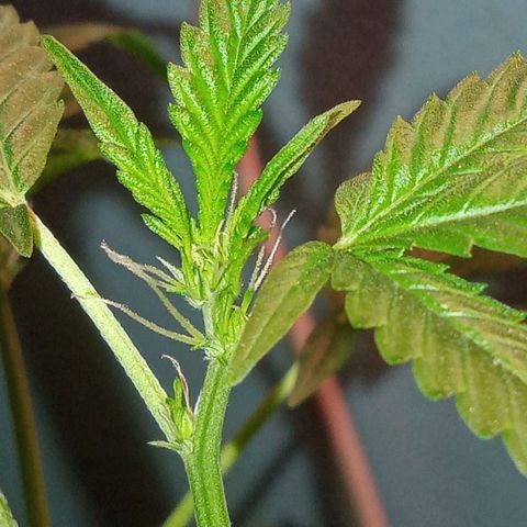 Sweet Gelato Auto growlog photo: Flower boyzz
