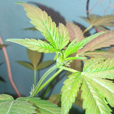Sweet Gelato Auto growlog photo: Flower boyzz