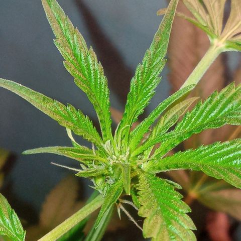 Sweet Gelato Auto growlog photo: Flower boyzz
