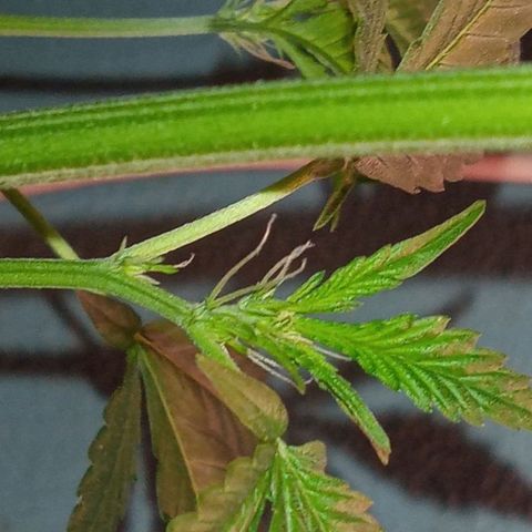 Sweet Gelato Auto growlog photo: Flower boyzz