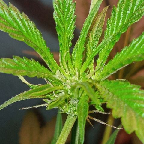Sweet Gelato Auto growlog photo: Flower boyzz