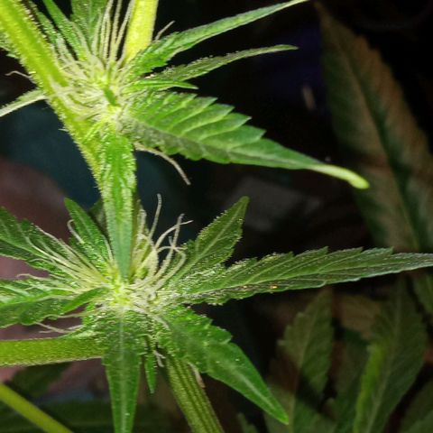 Sweet Gelato Auto growlog photo: She was not looking two good just gave her some fertilizer 