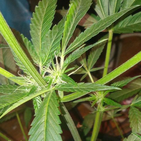 Sweet Gelato Auto growlog photo: She was not looking two good just gave her some fertilizer 