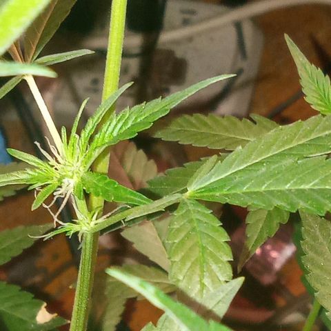 Sweet Gelato Auto growlog photo: She was not looking two good just gave her some fertilizer 