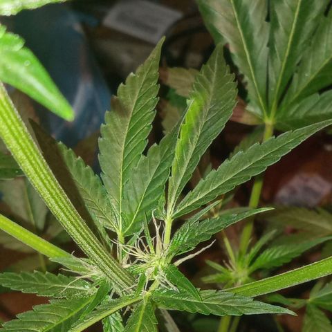 Sweet Gelato Auto growlog photo: She was not looking two good just gave her some fertilizer 