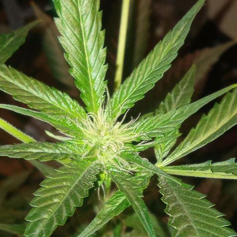 Sweet Gelato Auto growlog photo: She was not looking two good just gave her some fertilizer 