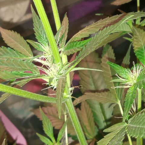 Sweet Gelato Auto growlog photo: She was not looking two good just gave her some fertilizer 