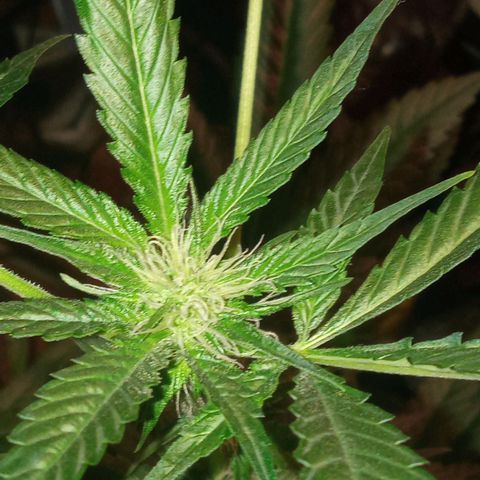 Sweet Gelato Auto growlog photo: She was not looking two good just gave her some fertilizer 