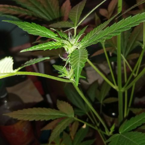 Sweet Gelato Auto growlog photo: She was not looking two good just gave her some fertilizer 